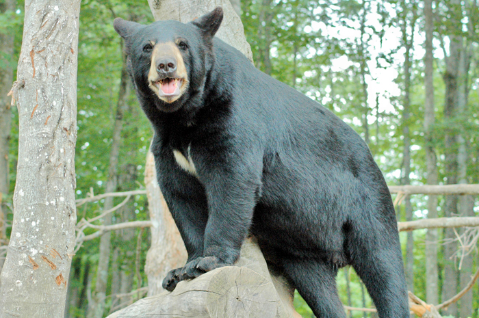 Oswald’s Bear Ranch is an outstanding Upper Michigan attraction for the entire family. This complex is the largest bear ranch in the United States. Since opening to the public in 1997, Oswald's Bear Ranch has grown in size and in bears. The ranch now has 29 black bears, 2 huge habitats and 2 smaller habitats. This allows visitors to explore the outside of the enclosures and see the bears in their natural environment. 